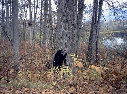 Kispiox River Black Bear
