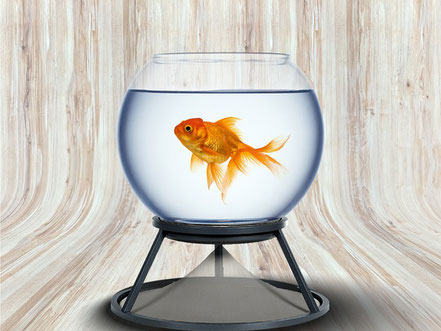 Abbildung: Fishbowl