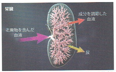 「人体　神秘の巨大ネットワーク」より