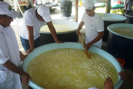 Proceso de coagulación de la leche para elaborar el "queso más grande de Manabí" en la Feria Jotapi de Portoviejo. El Carmen, Ecuador.