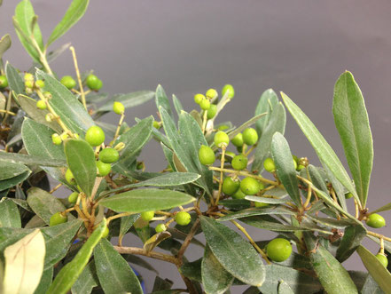 Fruchtansatz Olea europaea, Olivenbaum