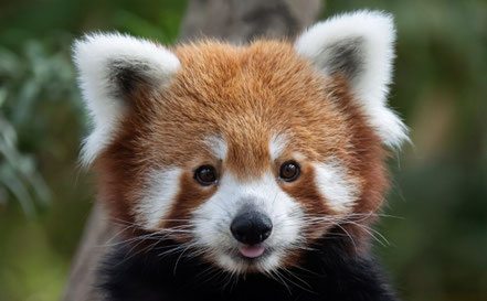 panda roux du parc animalier d Auvergne