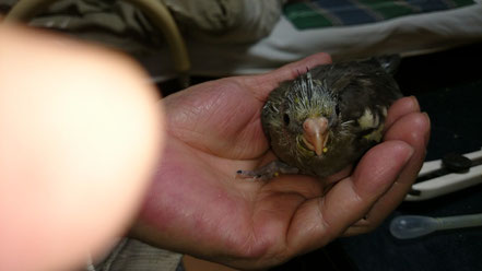 ライトグレーのノーマル手乗りノーマルオカメインコヒナ入店しました。