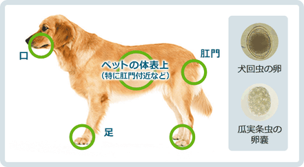 　　　寄生虫卵が付着している可能性のある場所 / バイエルHPより
