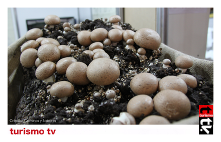 Turismo Tv, Televisión Turística