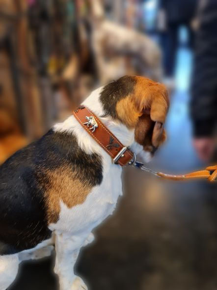 Hund mit Hunterdog Hunting collar leathercollar Lederhalsband mit Wildschwein und Eichenlaubverzierung Handarbeit