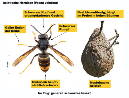 (Bild:asiatischehornisse.ch)