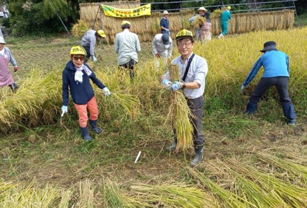 刈った稲を束ねる作業は難しい