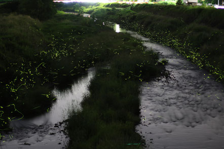 コンテストの写真