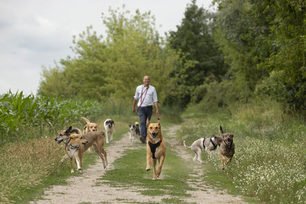 Training mit Hunden : Nur mit Spaß und Motivation kommen die grossen Erfolge