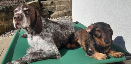 Meine Hunde, Deutsch Kurzhaar und Dackel auf ihrem Podest auf der Terrasse