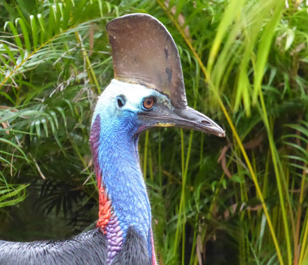Southern Cassowary on north Queensland coast, south of Cairns