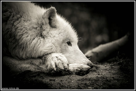 canis lupus#Wolf#Porträt#sw#Roland Valter#rolva#Natur-Fotografie#Aachen 