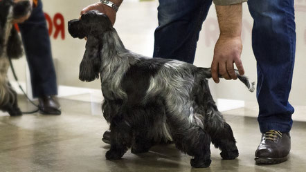 Cocker Spaniel Inglés