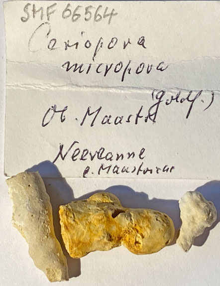 Senckenberg, Bryozoa, Bryozoen, Moostierchen, Sammlung Voigt