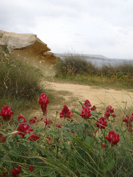 Flowers, Gozo, Malta