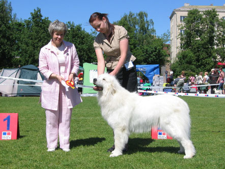 Lumienkelin Amatsoni 3 years old winning BOB & Estonian Winner 2008 title under judge Elina Haapaniemi, Finland