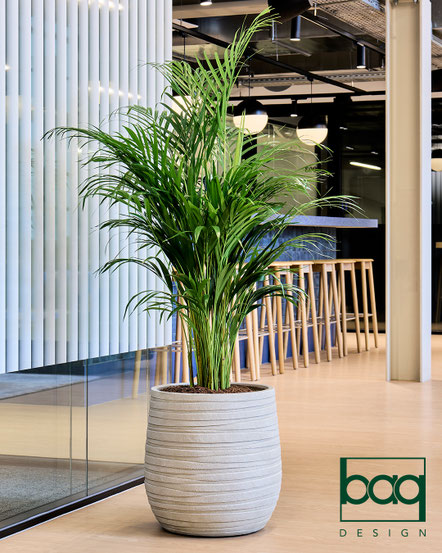 location de plantes pour bureaux à Paris