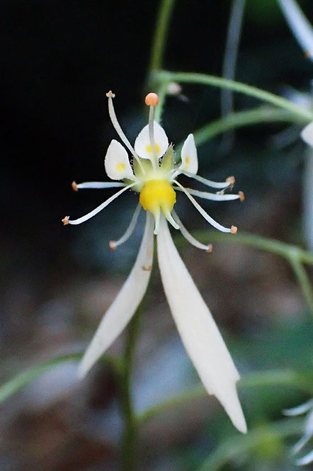 ジンジソウの花柱は２個