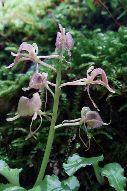 フガクスズムシソウの花