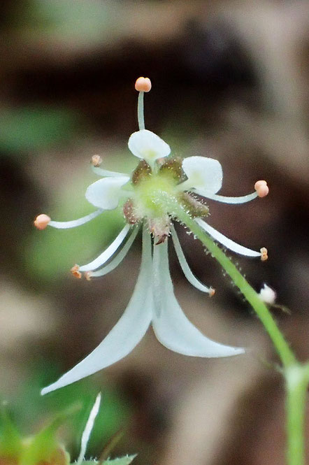 ジンジソウの花の背面