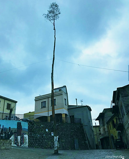 Albero di eucalipstus detto in sardo "Sa pompia" o " Su Pennettu" alto 18 metri, Lodè 2018