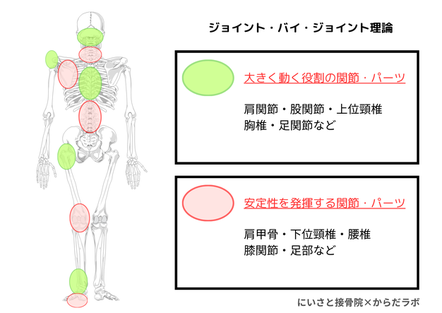 身体部位の相互依存性のなかで、胸郭は動く事が大事なパーツ