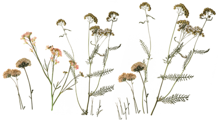 achillé millefeuille et trèfle pour un herbier esthétique avec L'Épi Sauvage - activités & sorties botaniques