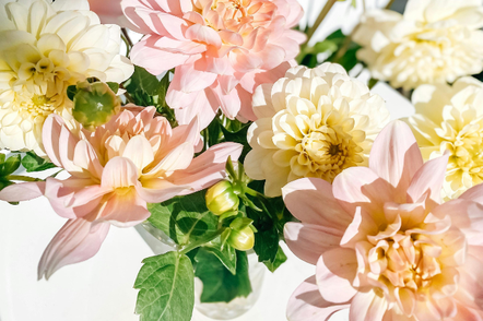 ガラスの花瓶に生けられたダリア。