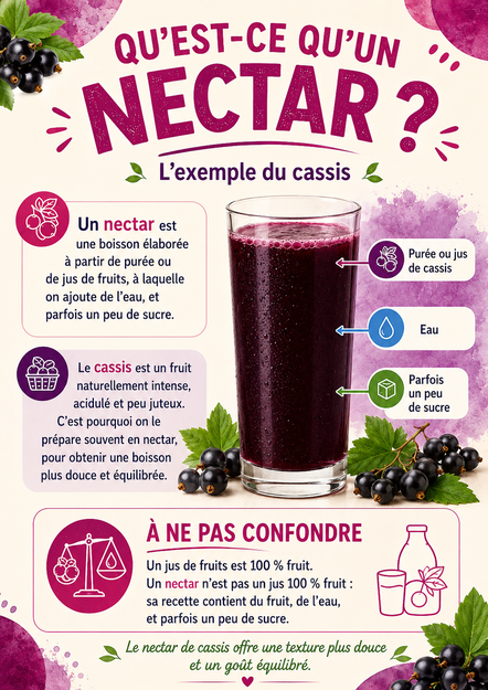 Récolte du cassis Noir de Bourgogne de la famille Olivier et nectar de cassis