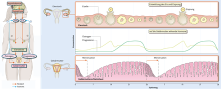 Der weibliche Zyklus, Hormonregulation Regelkreis, Diagramm, Eierstock, Hormonkonzentration, Gebärmutterschleimhaut 