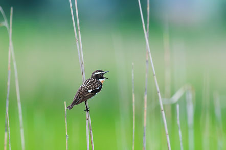 Auch kleine Vögel, wie das Braunkehlchen sind stark vom Artenrückgang betroffen. Foto: M. Thoma