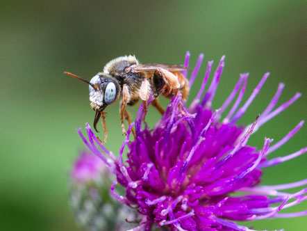 Eine Wildbiene auf einer Distel