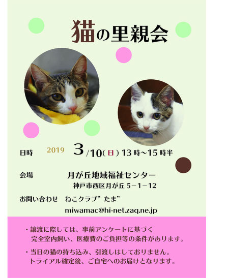 神戸市西区近郊の譲渡会のご案内 ねこクラブ たま 神戸西区猫の譲渡会 神戸市西区近郊の譲渡会のご案内 ねこクラブ たま 神戸西区猫の譲渡会