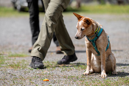 Artenspürhund in Ausbildung Ruby-Roo zeigt eine sichere Anzeige an einem Ballstückchen. Foto: Die FotoGRÄFin Nicole Gräf