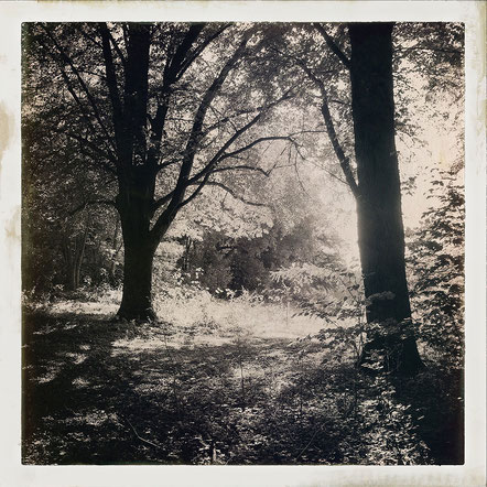 Waldrand. Hipstamatic-Foto. Copyright 2019: Dr. Klaus Schörner