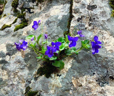                      Life in stone