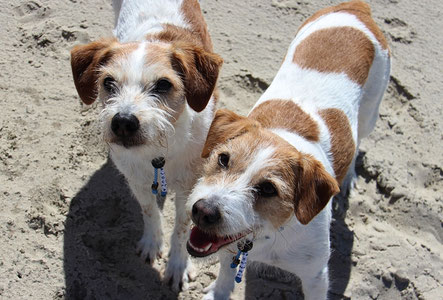 urlaub-ohne-hunds Webseite!