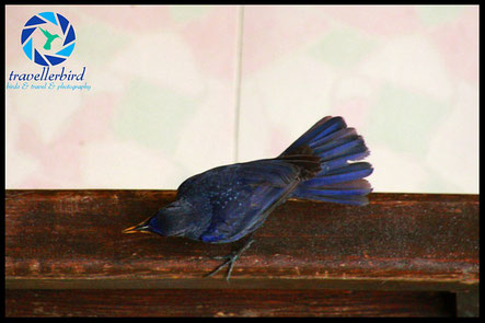 Blue Whistling Thrush on a balcony