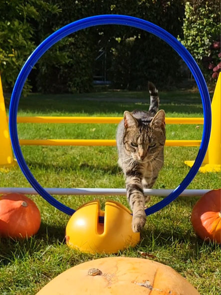 fellrakete fibi hat spass beim cat agility