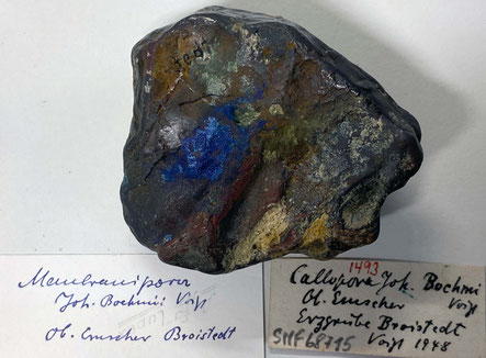 Senckenberg, Bryozoa, Bryozoen, Moostierchen, Sammlung Voigt