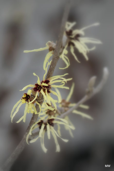 Zaubernuss / Hamamelis intermedia (Hybrid aus der Familie H. japonica und H. mollis)