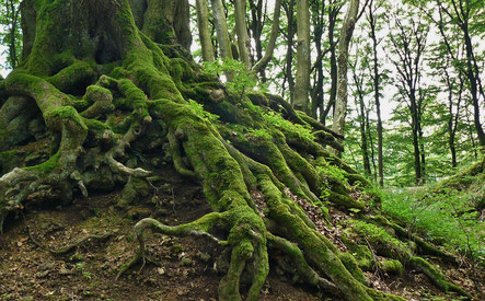 Baum mit moosbewachsenen Wurzeln | Link: Blog Beitrag | Achtsamkeit | Erdung... Verwurzelt sein...