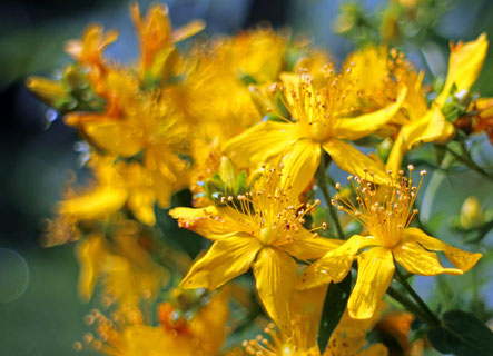 Gelbe Blüten des Echten Johanniskrauts.