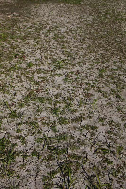 キタミソウは、幸いにして、多数の株がありました。でも立った姿勢では花は見えません。