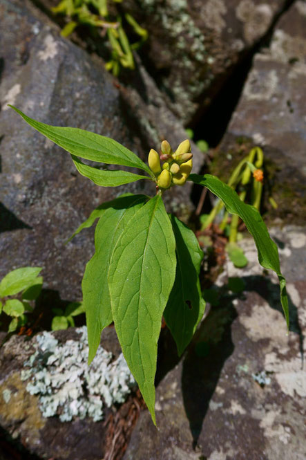 カキノハグサ (柿の葉草)　ヒメハギ科　　葉が細長いね...