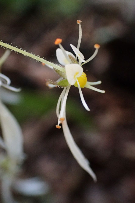 ジンジソウの花の側面