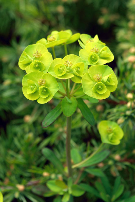 ハギクソウ　　トウダイグサ科の植物の花は杯状花序と呼ばれます