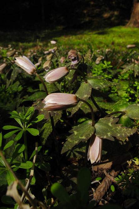 ユキワリイチゲ　　花を閉じてしまっている