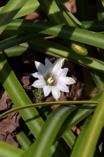 シロバナフデリンドウ　　他の植物に隠れそうになりながら咲いていた